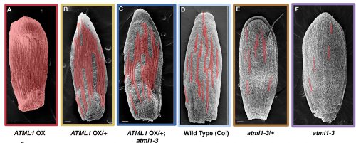 ATML1 dosage series sepal phenotypes