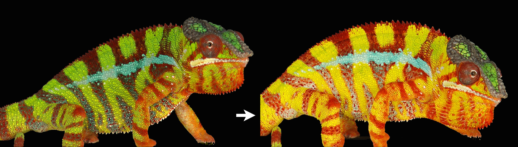 Development & Evolution of structural colours in vertebrates - the Node