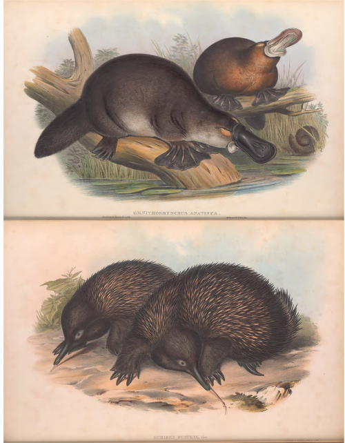 monotremes mammals