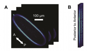 Meru Foundation Research: The Klein Bottle & Variants