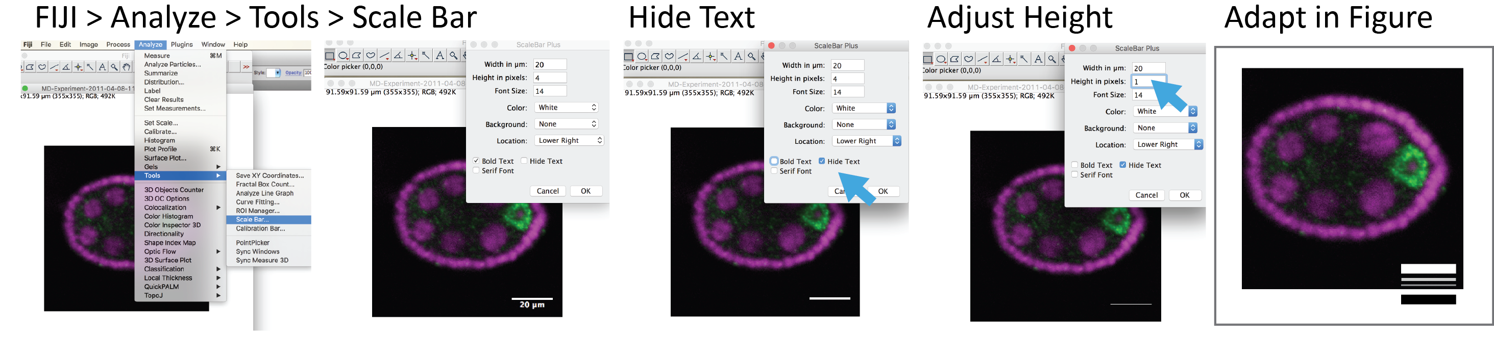 Batch Adding Scale Bars And Lables To Images With Imagej