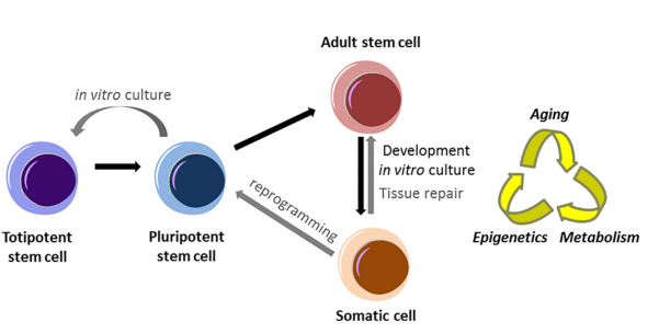 Набор подарочный стволовые клетки. Stem Cells белорусская. Стволовые клетки in vitro. Стволовая клетка логотип. Стволовые клетки мужчина женщина.