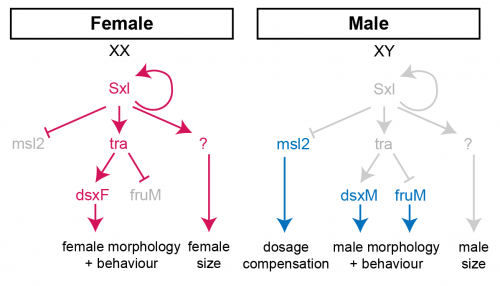 Sex determination in Drosophila