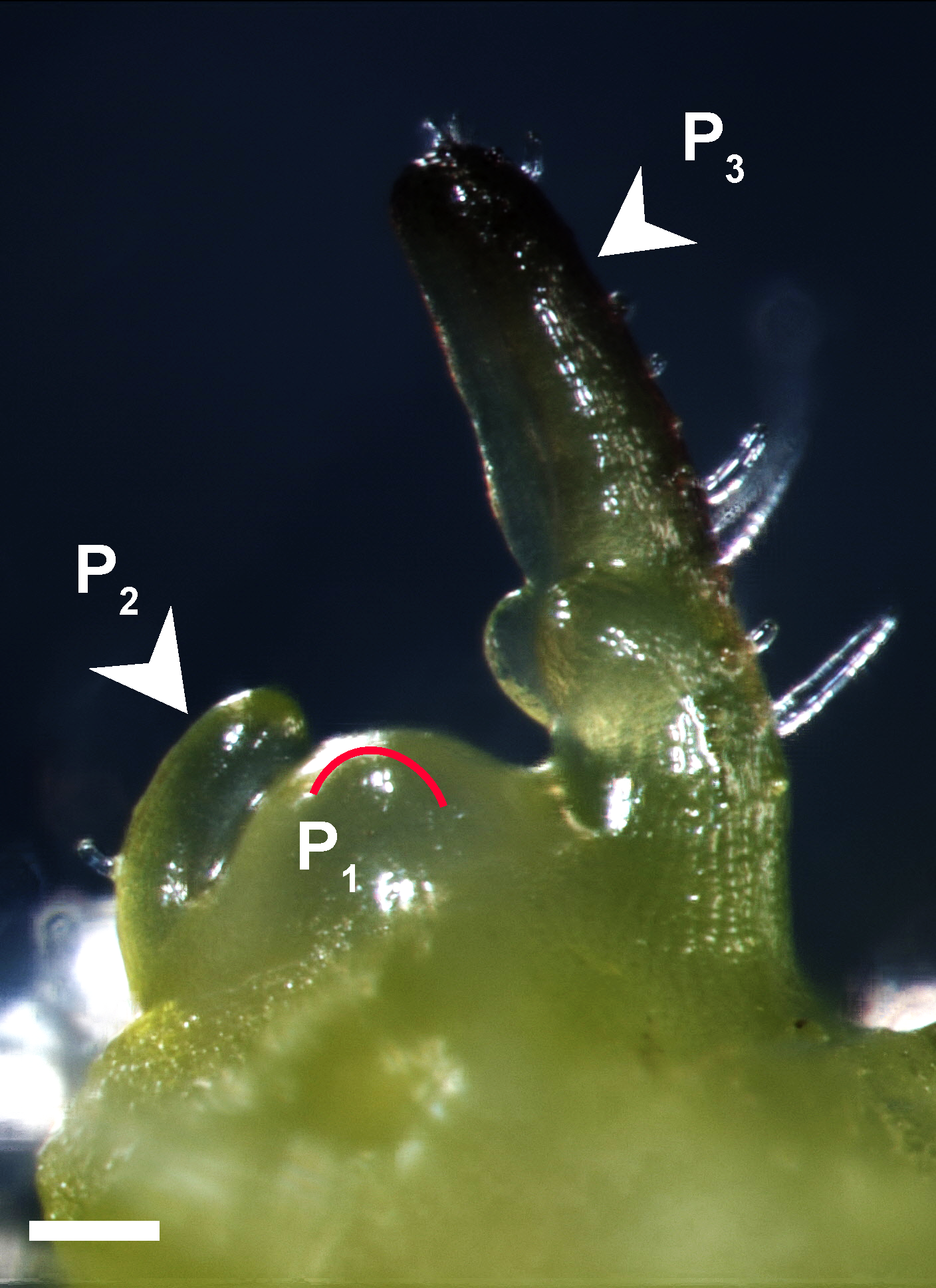 leaf primordia definition