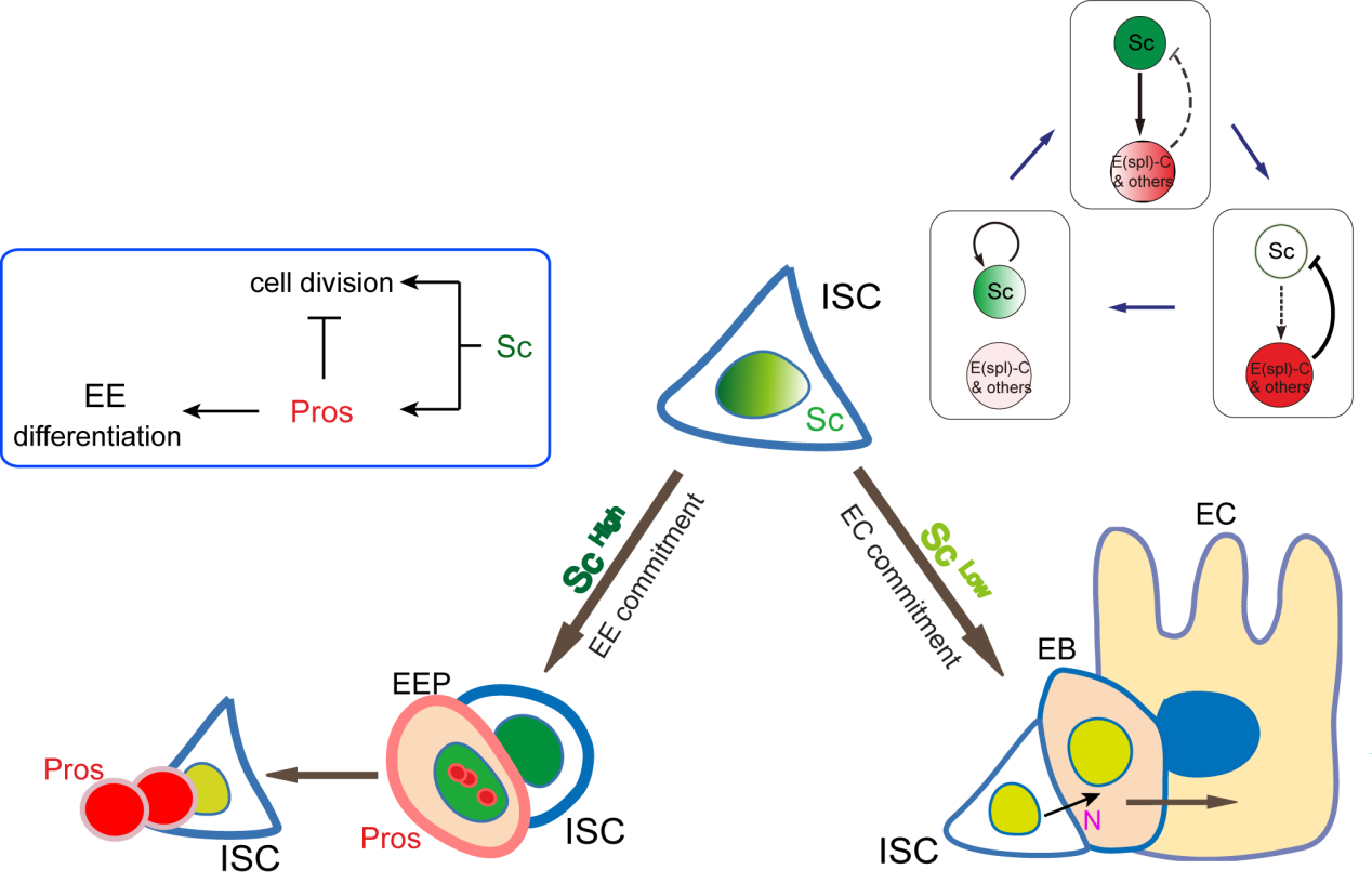 Stem cell fate choice: determined in an instant - the Node