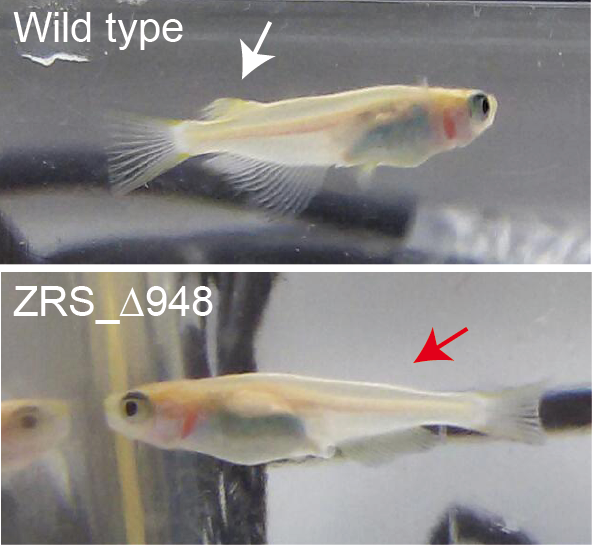 Medaka fish sheds light on the evolutionary origin of vertebrate pair ...