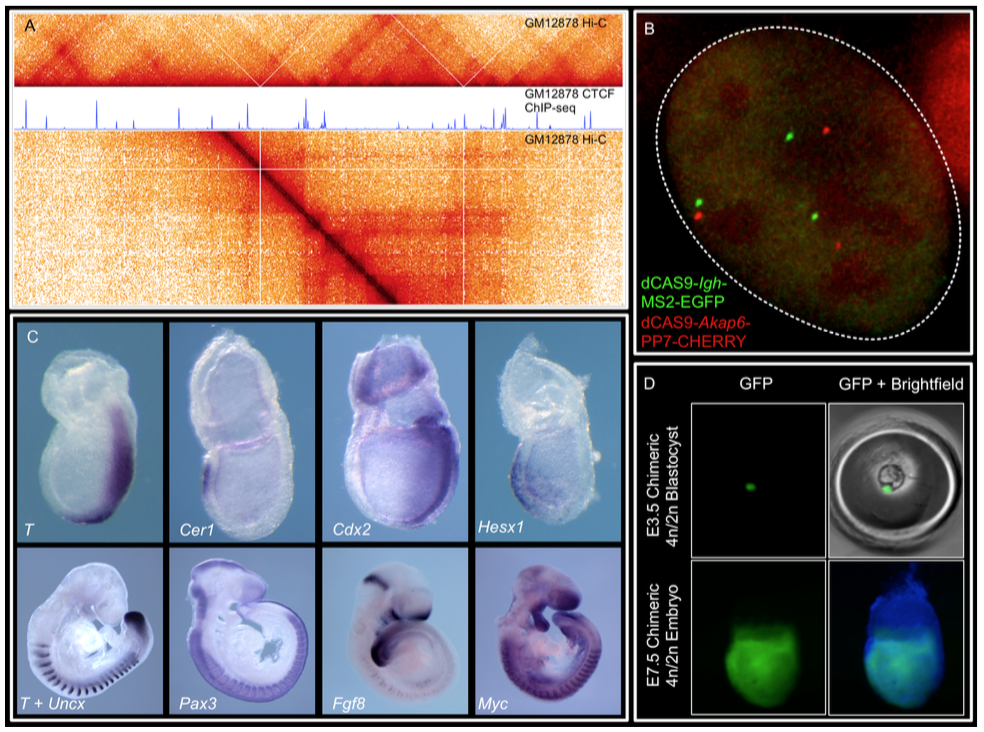 post doc position at NIH