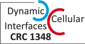 CRC 1348 Dynamic Cellular Interfaces