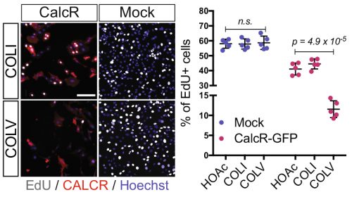 EdU (2h pulse) and CALCR staining of GFP+ C2C12 cells isolated by FACS and transduced with Calcr-GFP or mock-GFP retrovirus and cultured for 24 h with COLI (top) or COLV (bottom). Quantification of EdU+ Calcr-transduced C2C12 cells or mock-GFP cells treated for 24h with COLV or with the controls, COLI and HOAc. There was no significant difference between HOAc and COLI treated samples.