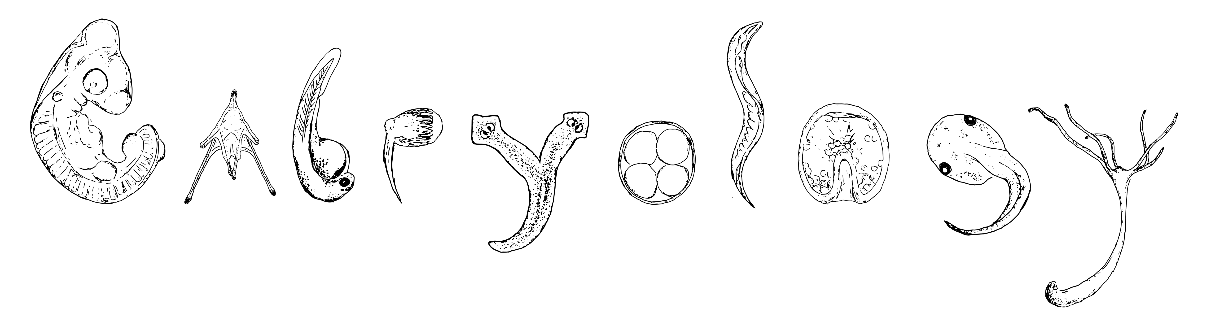 An illustration of some of the organisms we worked on during the course, arranged to spell EMBRYOLOGY. 