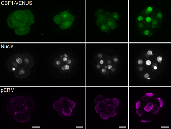 October In Preprints The Node Images, Photos, Reviews