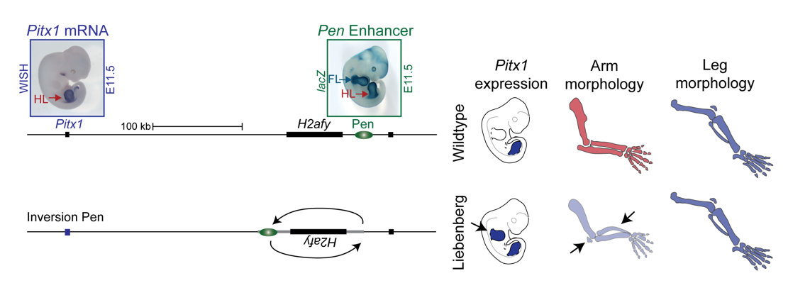 Pitx1 Enhancer Lab Report