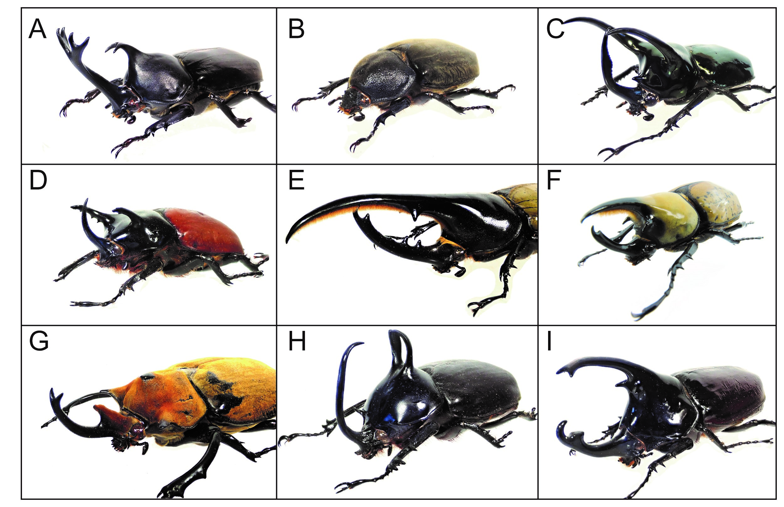 A day in the life of a Kabuto-mushi (rhinoceros beetle ...