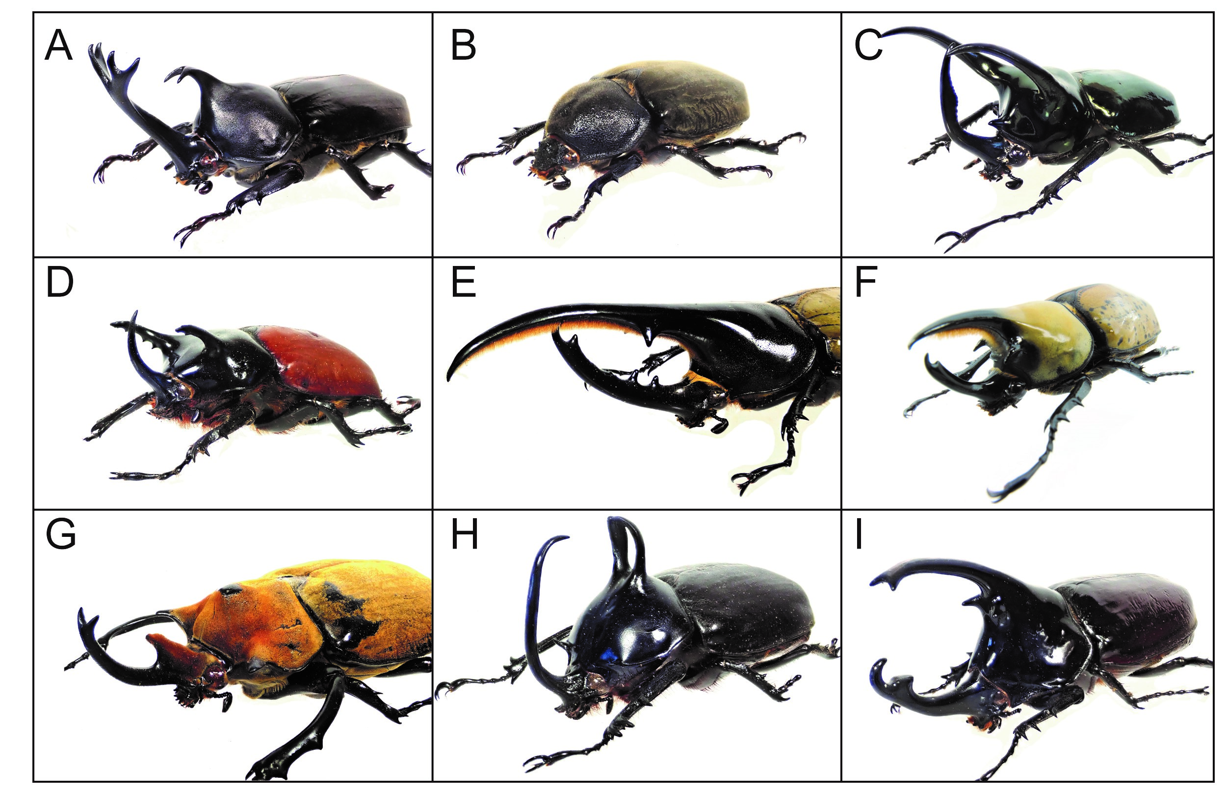 african rhinoceros beetle