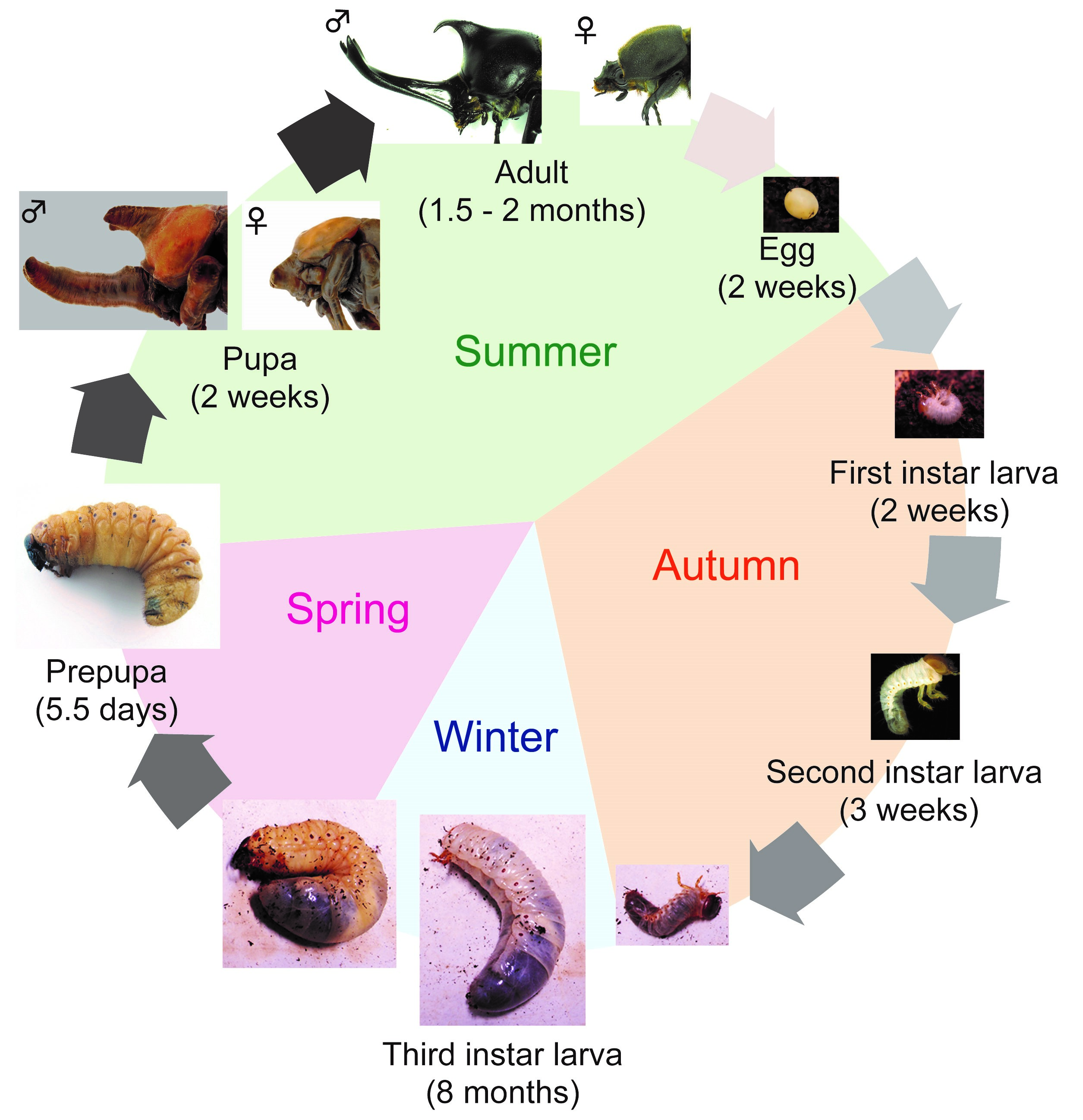rhino beetle life cycle