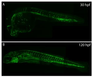 A partial genome assembly of the miniature parasitoid wasp, Megaphragma  amalphitanum