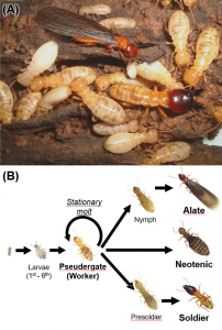 A day in the life of a Termite lab - the Node