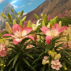 Lillies in the Valley