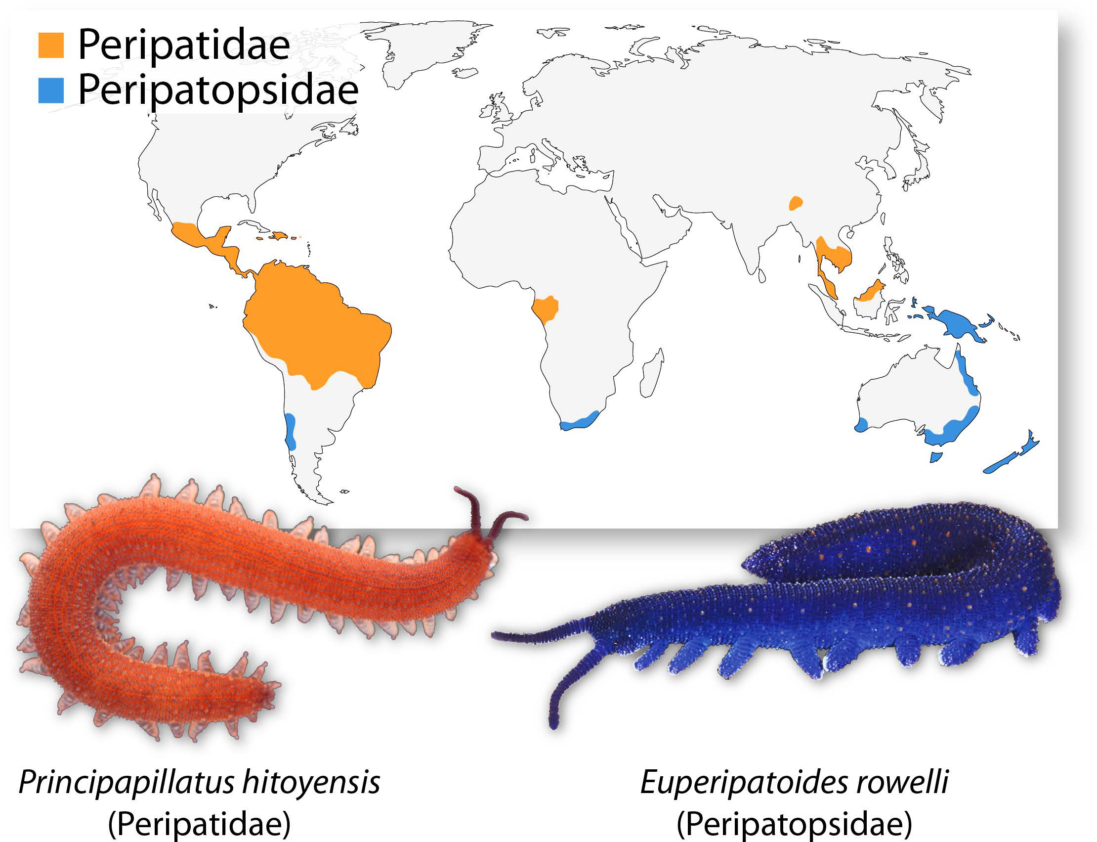 onychophora