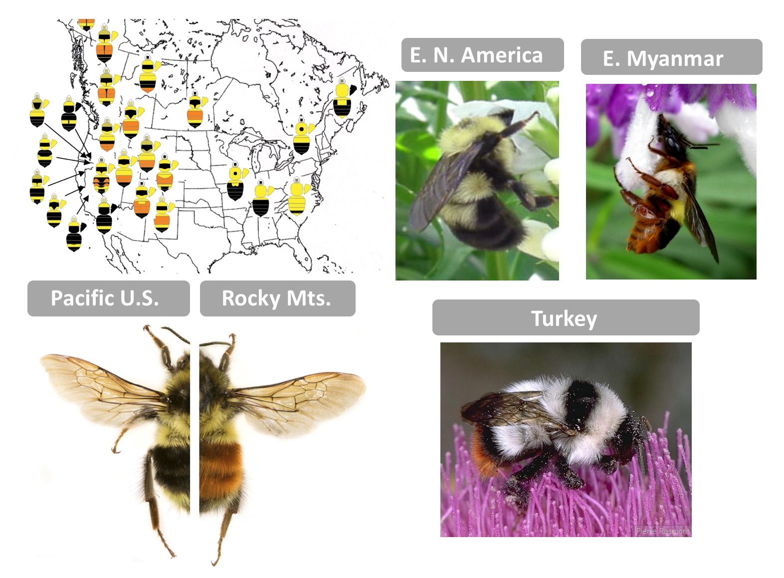 Discovering the Genetic Basis of Mimetic Color Diversity in Bumble Bees ...