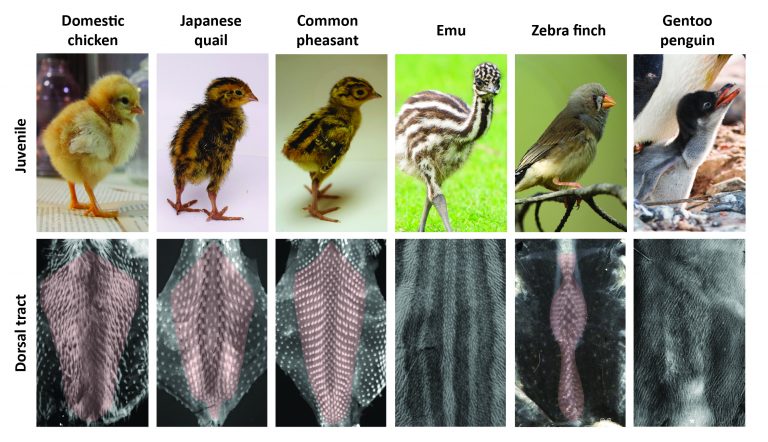 A Biology-modeling Crosstalk To Uncover Feather Pattern Evolution - The ...