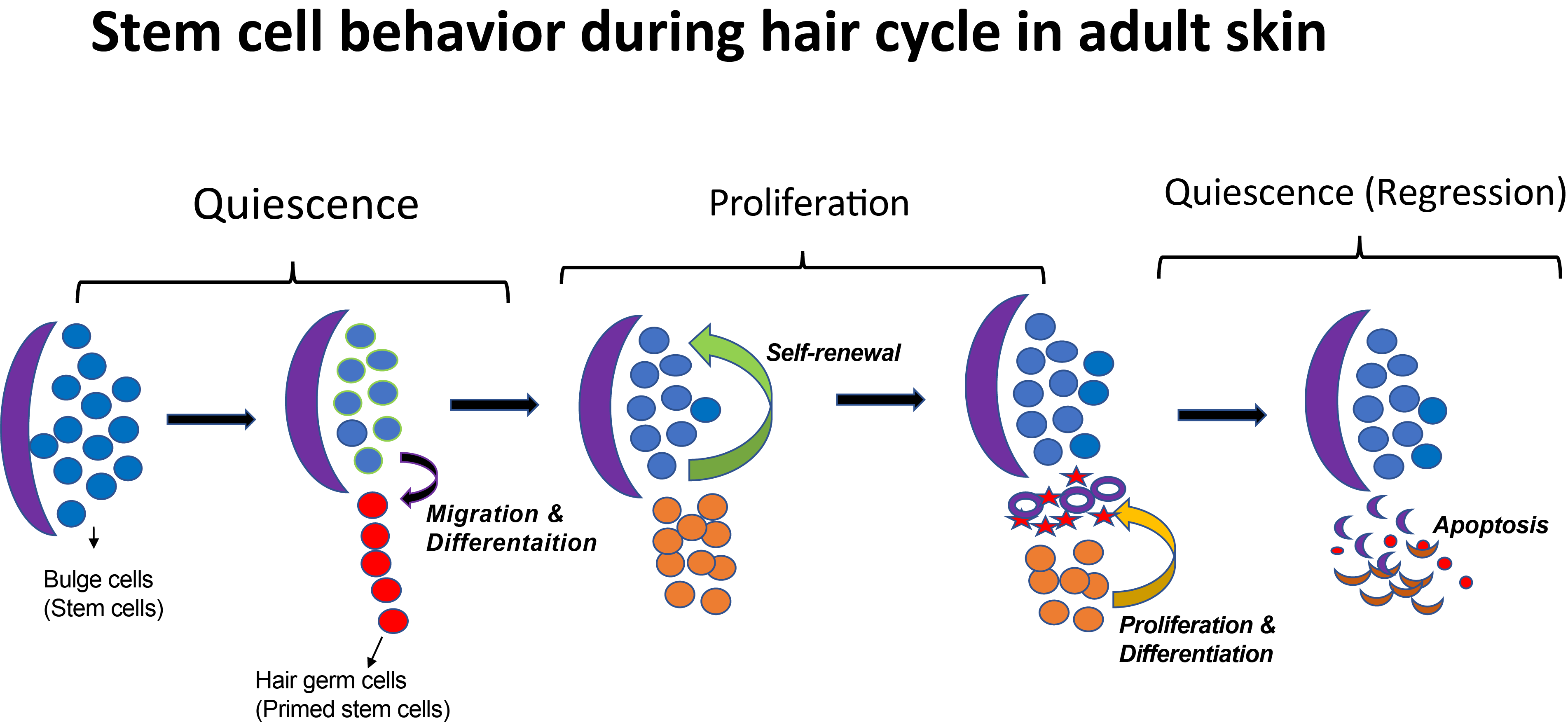 Secret talk between epithelium and endothelium determines hair follicle stem  cell fate - the Node
