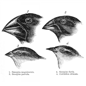 Darwin finches