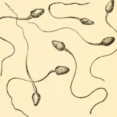 Genetics Unzipped Sperm Wars The Node