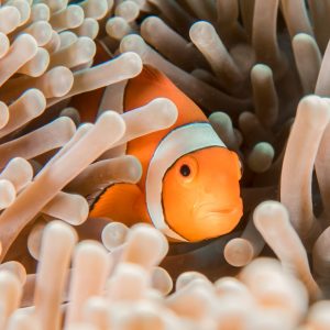 Clownfish