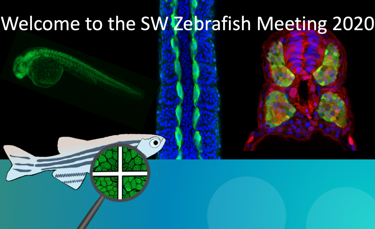 The Southwest of the UK a thriving environment for zebrafish research