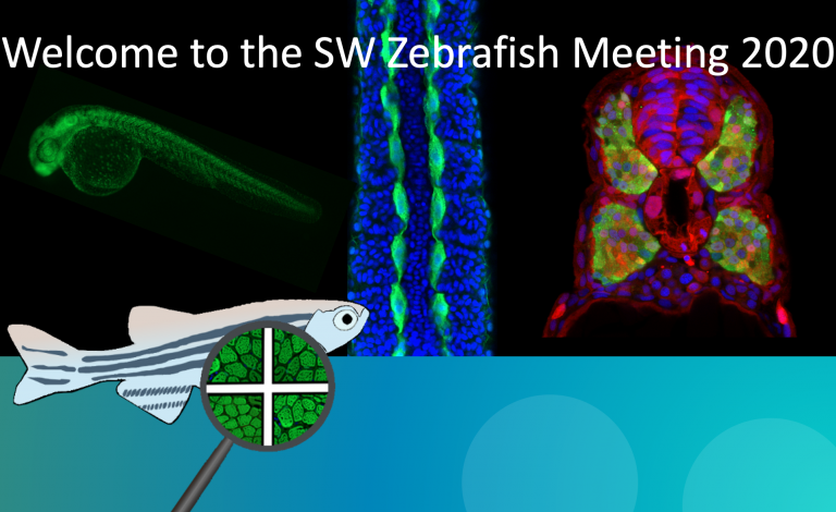 The Southwest of the UK – a thriving environment for zebrafish research ...