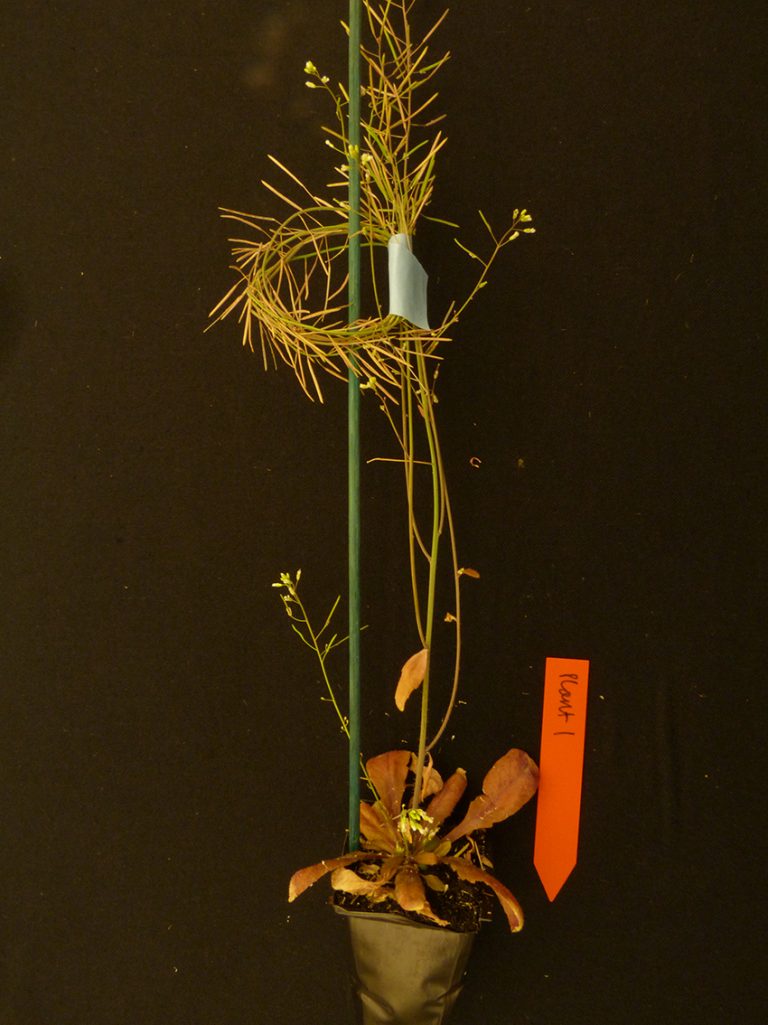 Now We Need Arrest A Long Journey Into The End of flowering The Node