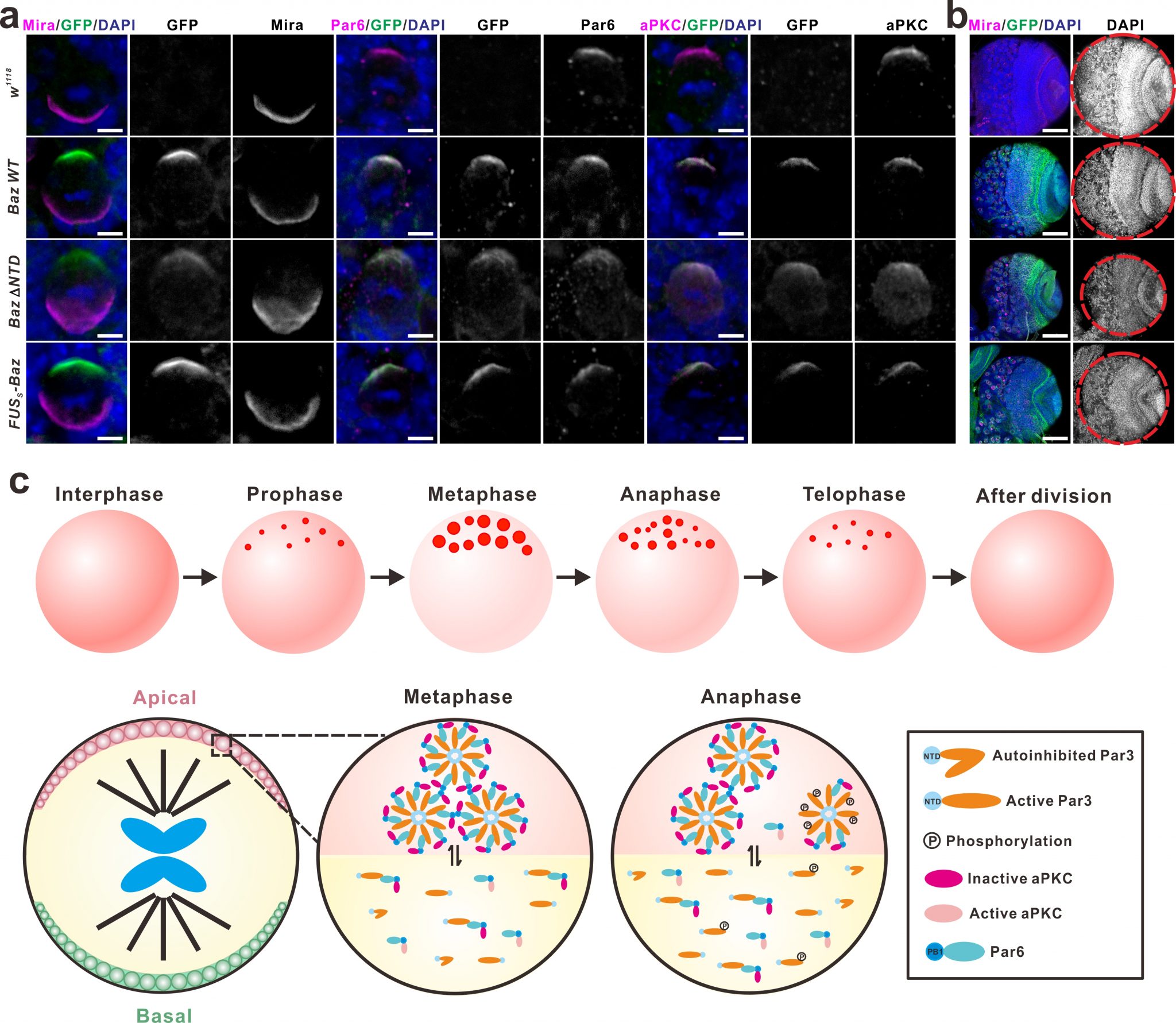 Phase Separation Mediated Par Complex Cluster Formation In Cell ...