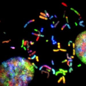 Colourful Chromosomes