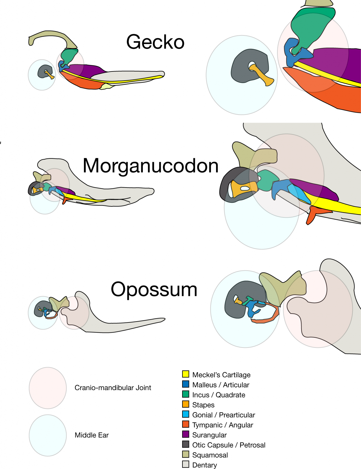 how-many-placentas-do-cats-have-explained