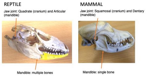 Monotreme ears and the evolution of mammal jaws - the Node