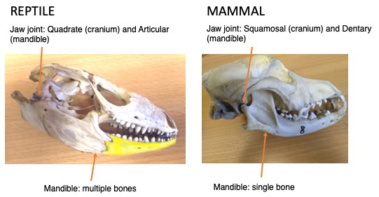 Monotreme ears and the evolution of mammal jaws - Learning Tips