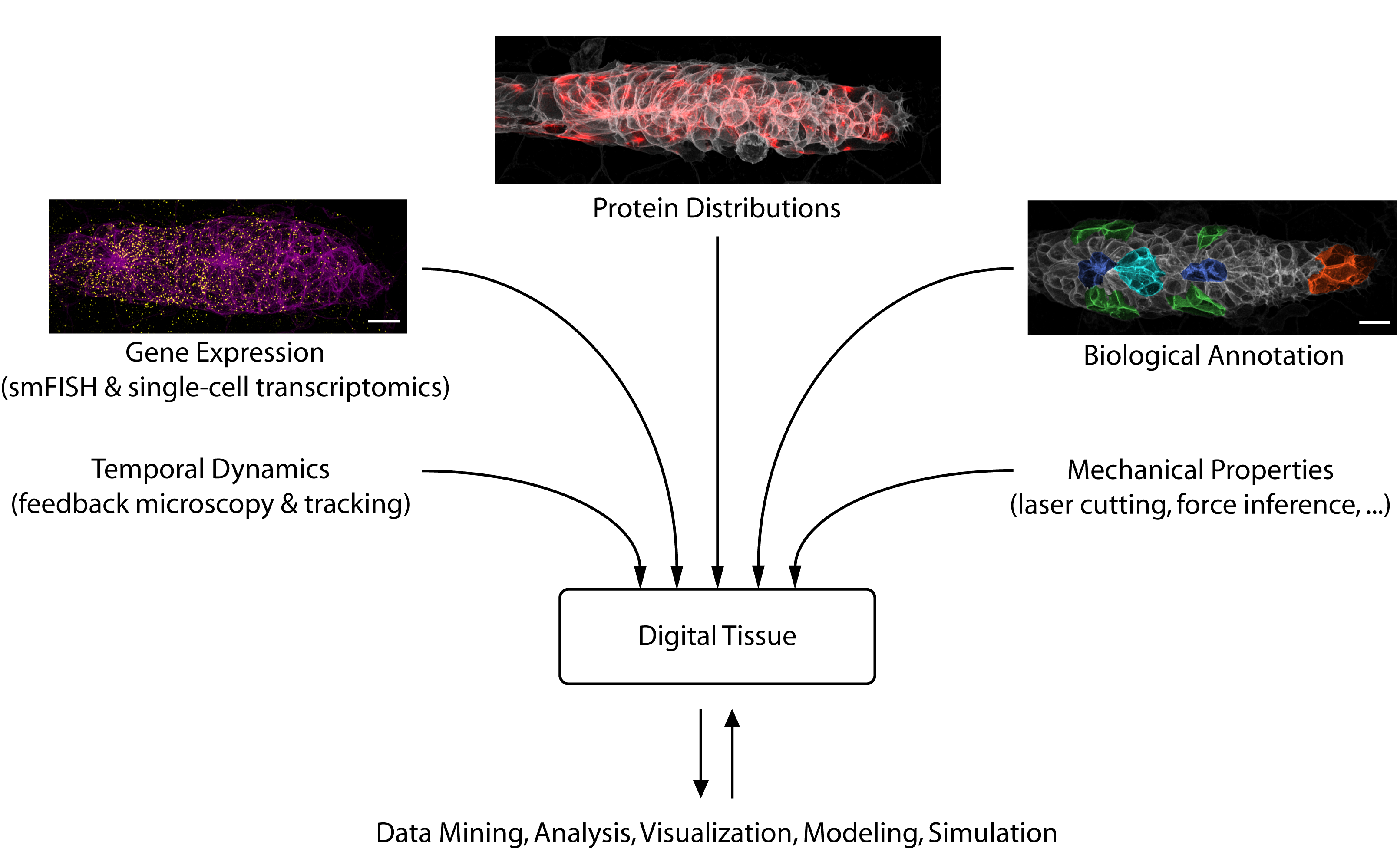 Illustration of Digital Tissue Database