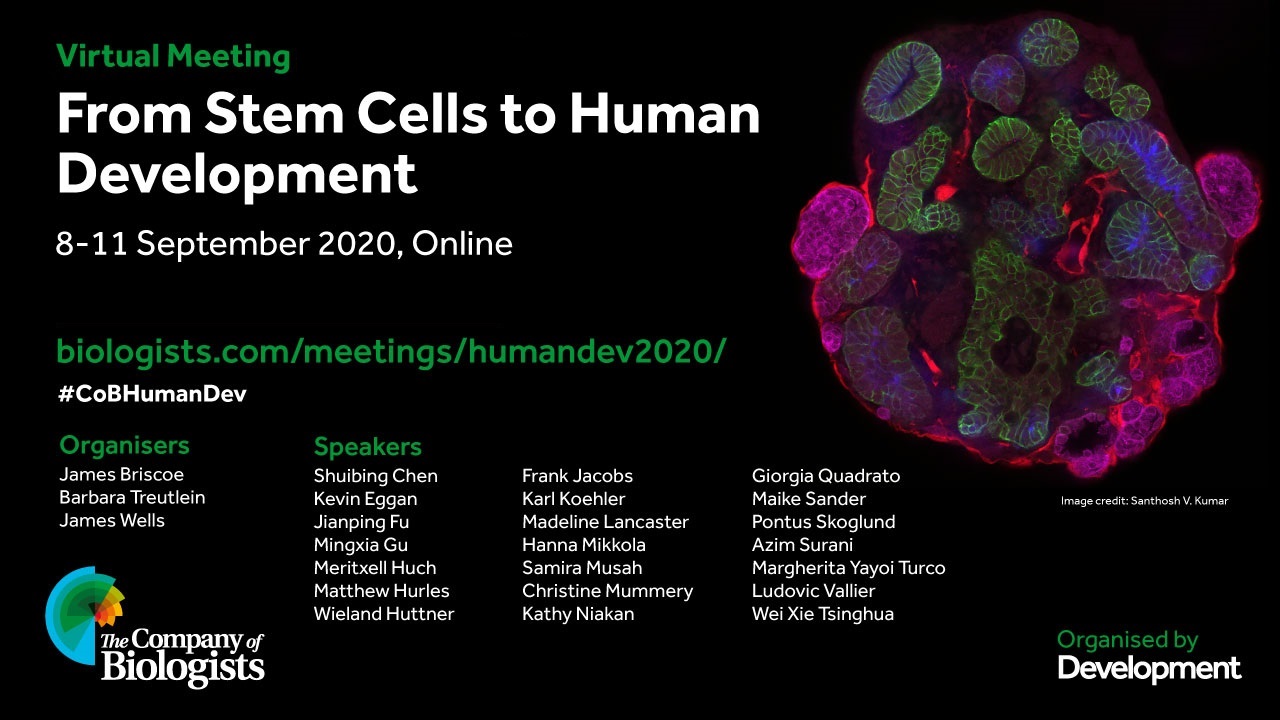 Meeting Report From Stem Cells To Human Development The Node