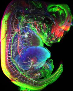 Interdisciplinary Ph.D. Pavert Guignard, Mouse from light-sheet microscope