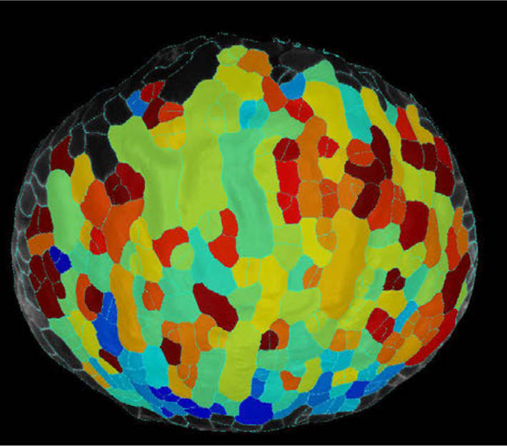 Heat map of sepal cell growth