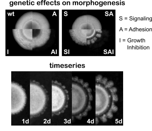 Synthetic morphogenesis