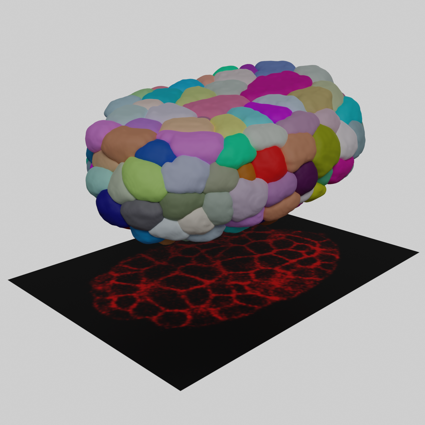 4d Morphological Atlas Of C Elegans Embryogenesis The Node