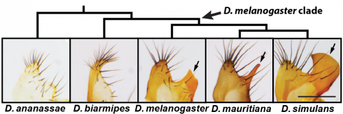 Posterior Lobe Phylogeny