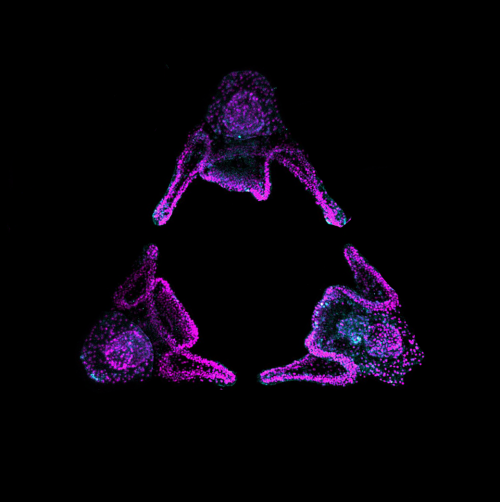 Sea urchin pluteus larvae by Pablo Guzman Palma, Jimena Montagne, Tonatiuh Molina Villa, Cristian Reyes. 