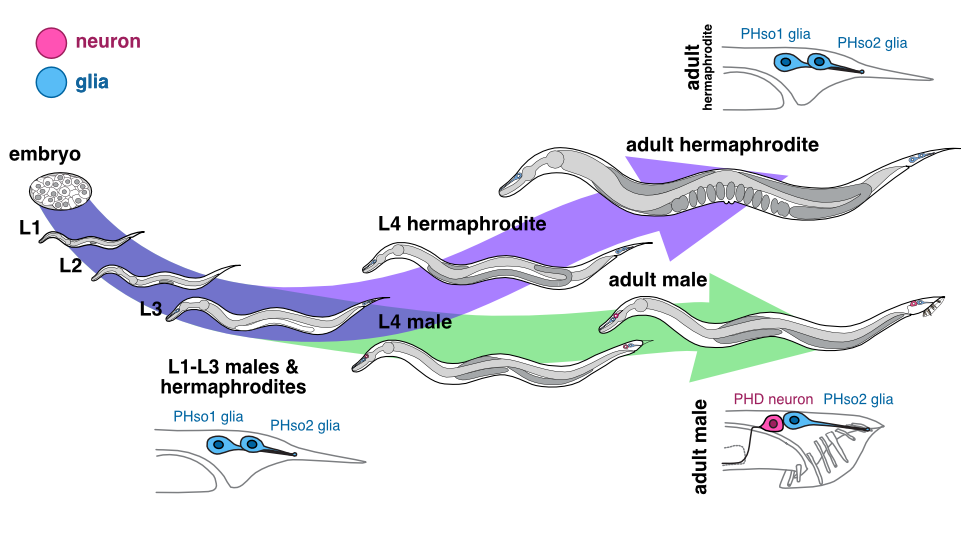 A simplified life cycle of the nematode worm, C. elegans, showing a lateral view of the Phasmid socket glia pairs (PHso1 and PHso2) in both males and hermaphrodites. Both sexes go through four larval stages (L1-4), and during L4 animals become visibly sexually dimorphic. During male sexual maturation, the PHso1 glia undergo a direct glia-to-neuron transdifferentiation, resulting in the PHD neurons, while in hermaphrodites they remain sockets for the whole life of the animal.