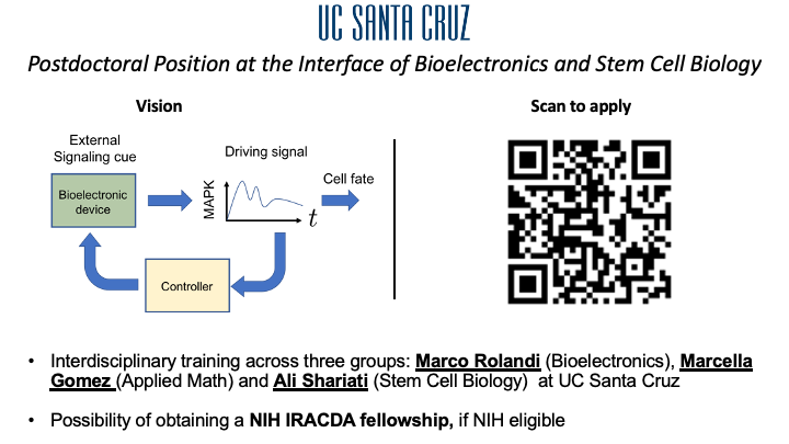 santa cruz stem