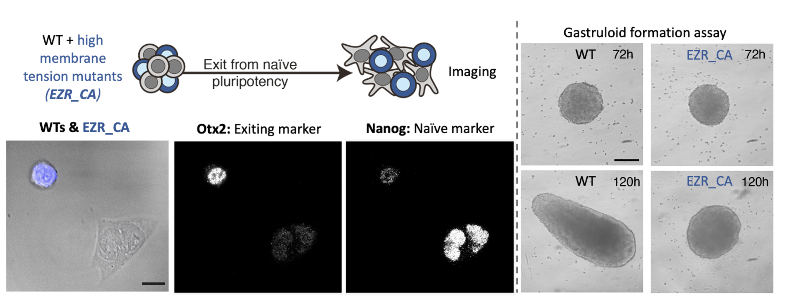 Figure 3: Preventing the decrease in membrane tension results in early developmental defects. On the left is depicted an immunofluorescence assay in which we mix WT and mutant cells (which maintain high membrane tension during differentiation). On the right are pictures of our gastruloids formation assay, which shows that maintaining high membrane tension results in major morphological defects.