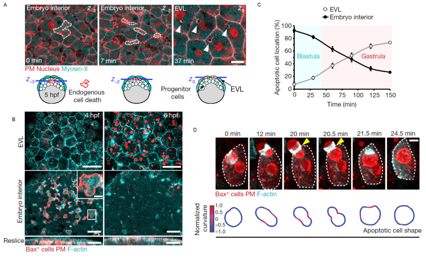 How exploring single cell dynamics in the early embryo revealed a ...