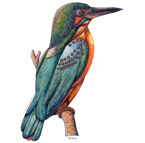 mechanical kingfisher